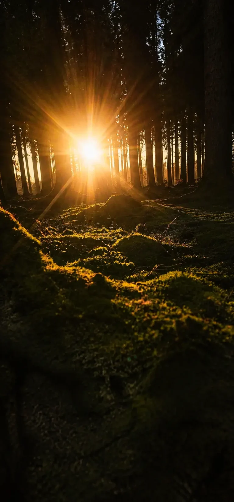 Goldenes Winterlicht im Wald während der Raunächte