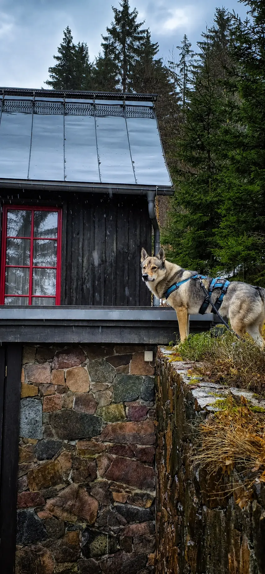 Ankommen an der winterlichen Bergbaude mit Wolfhund Archer