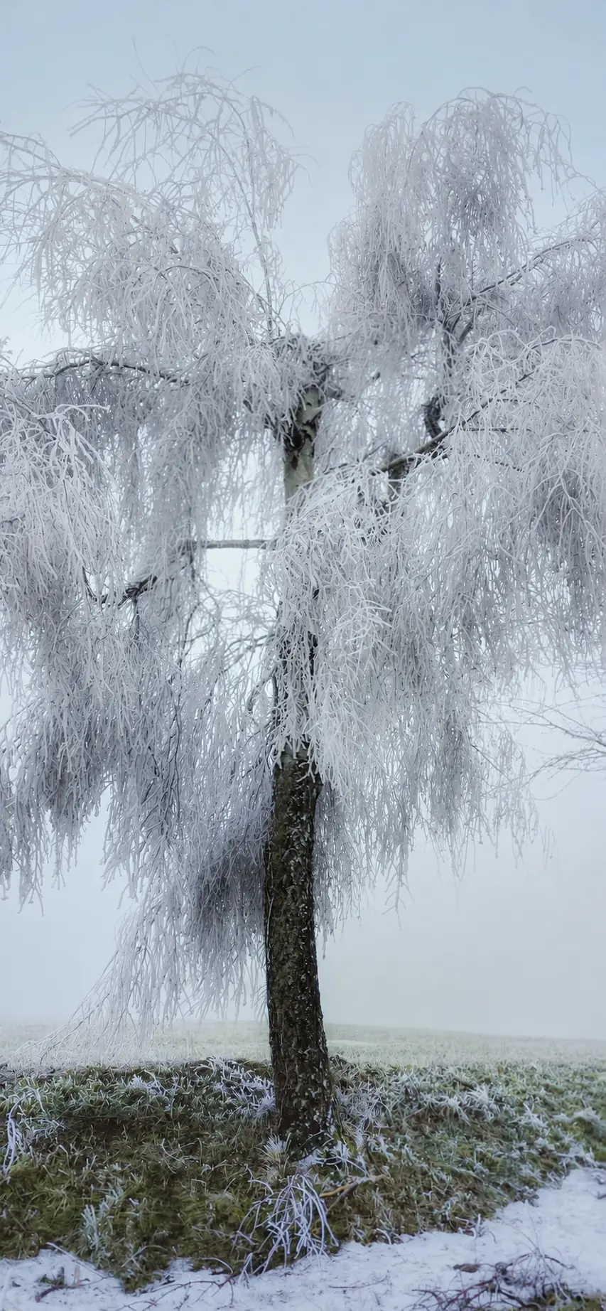 Mit Raureif überzogener Baum im Nebel des Osterzgebirges
