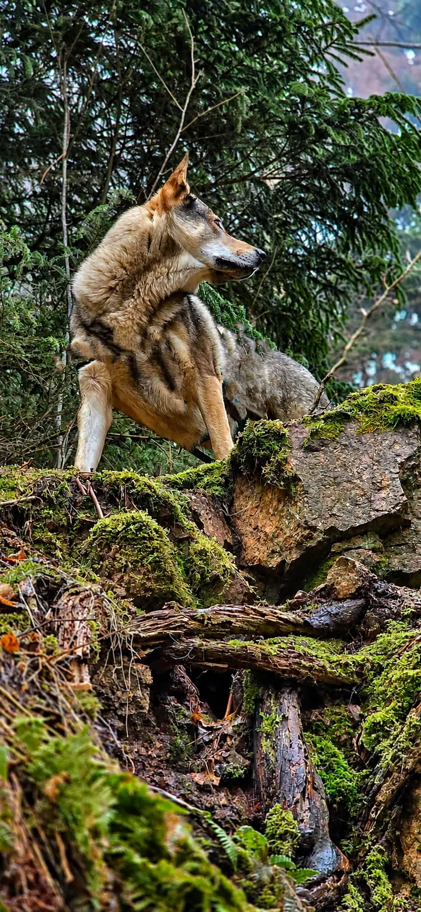Wolfhund Archer zwischen Moos und altem Holz im Wald