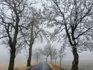 Raureif und Nebel über einer stillen Allee im Osterzgebirge