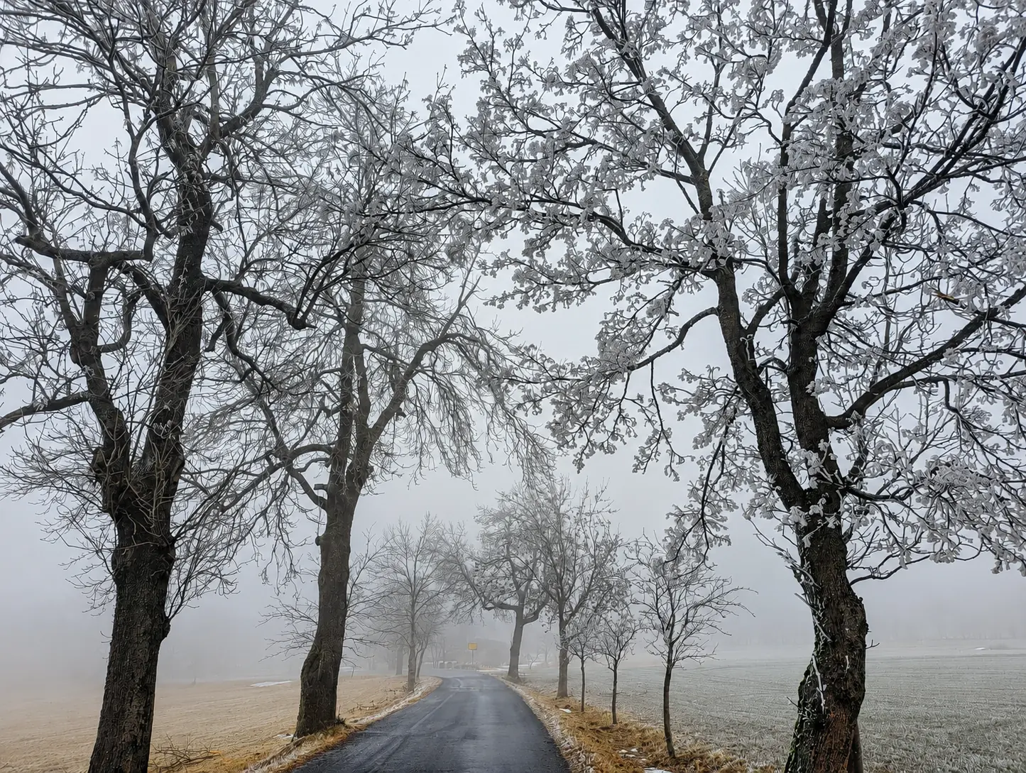 Raureif und Nebel über einer stillen Allee im Osterzgebirge