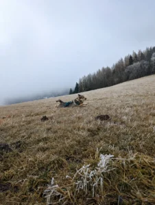Wolfhund Archer auf einer winterlichen Wiese im Osterzgebirge