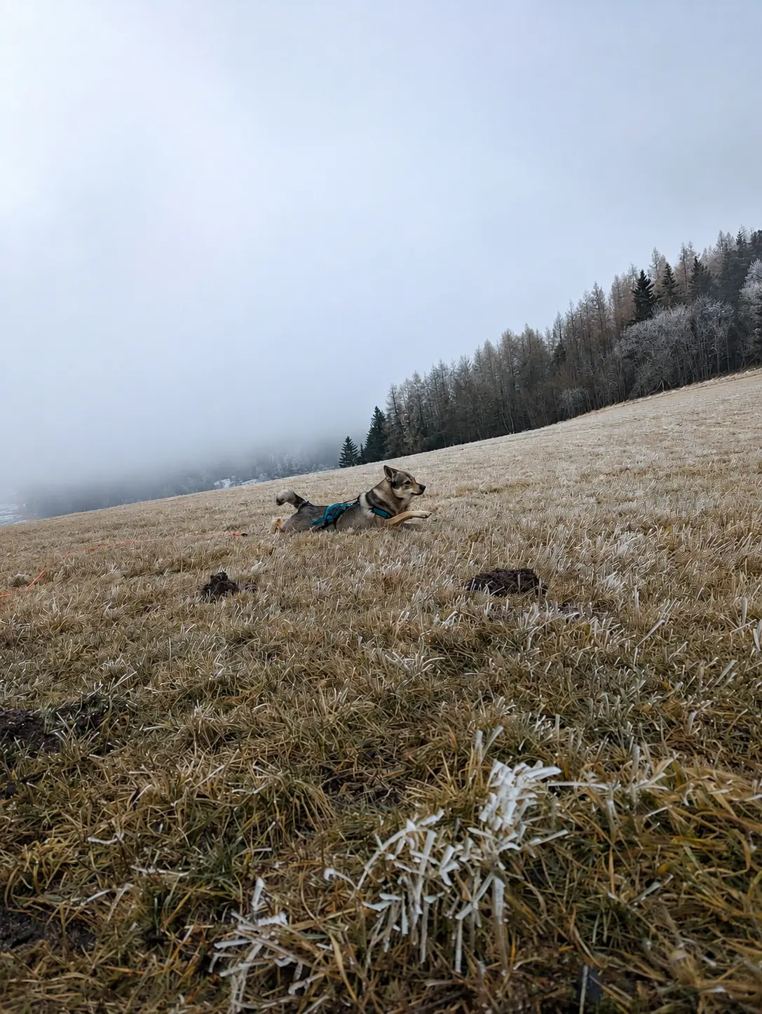 Wolfhund Archer auf einer winterlichen Wiese im Osterzgebirge